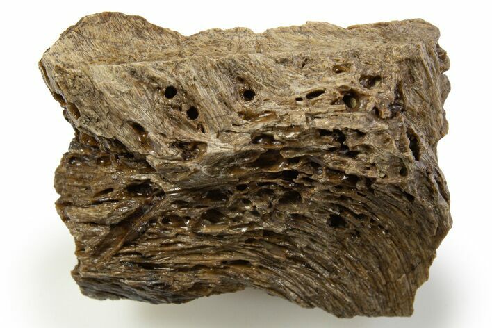 Fossil Tyrannosaur (T rex) Bone Section - Wyoming #314039
